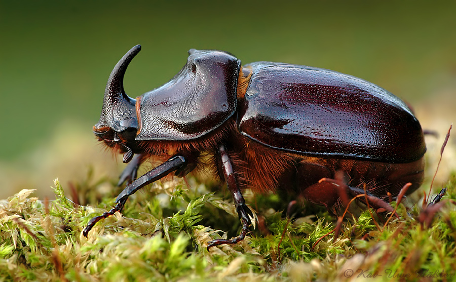 Seltene Schönheit Foto & Bild | tiere, wildlife, insekten Bilder auf