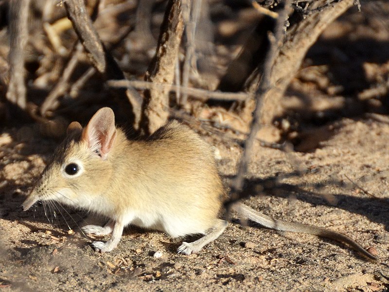 Seltene Sichtungen 1: Das niedlichste Tier in der Kalahari...