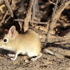 Seltene Sichtungen 1: Das niedlichste Tier in der Kalahari...