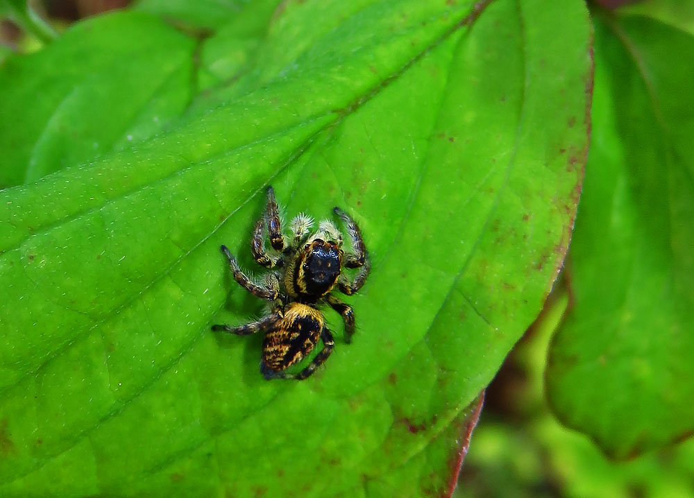 seltene Springspinne