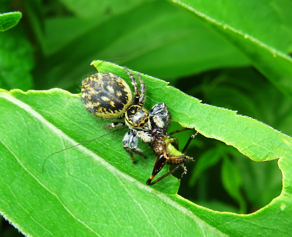 seltene Springspinne