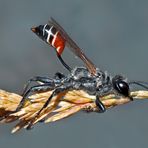 Seltene Südliche Grabwespe (Prionyx kirbii)!  - Une découverte étonnante et fascinante!