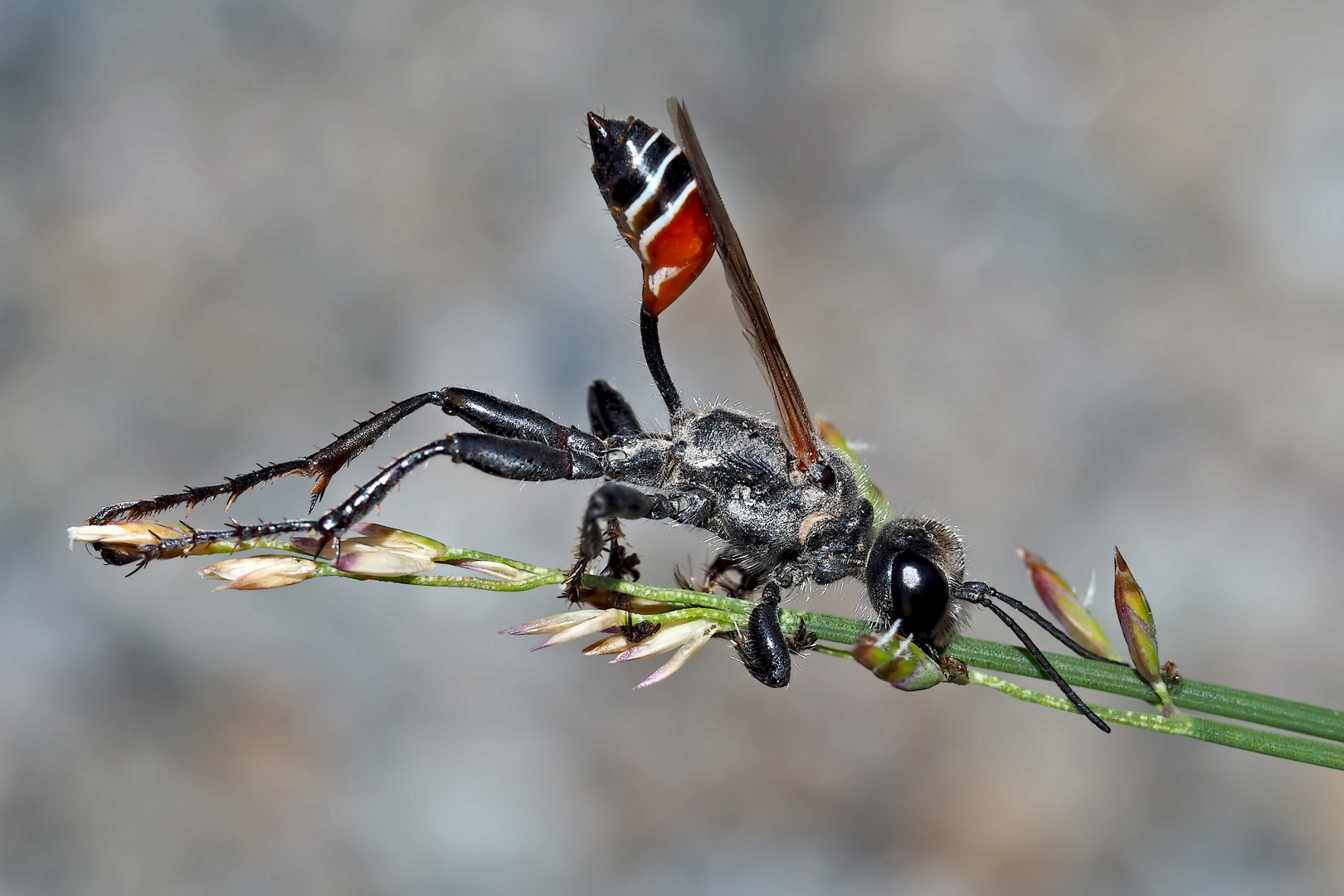 Seltene Südliche Grabwespe (Prionyx kirbii)!  - Une découverte étonnante et fascinante!