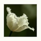 seltene Tulpenart