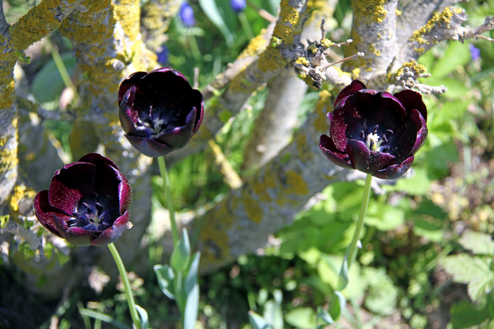 Seltene Tulpensorte in meinem Garten