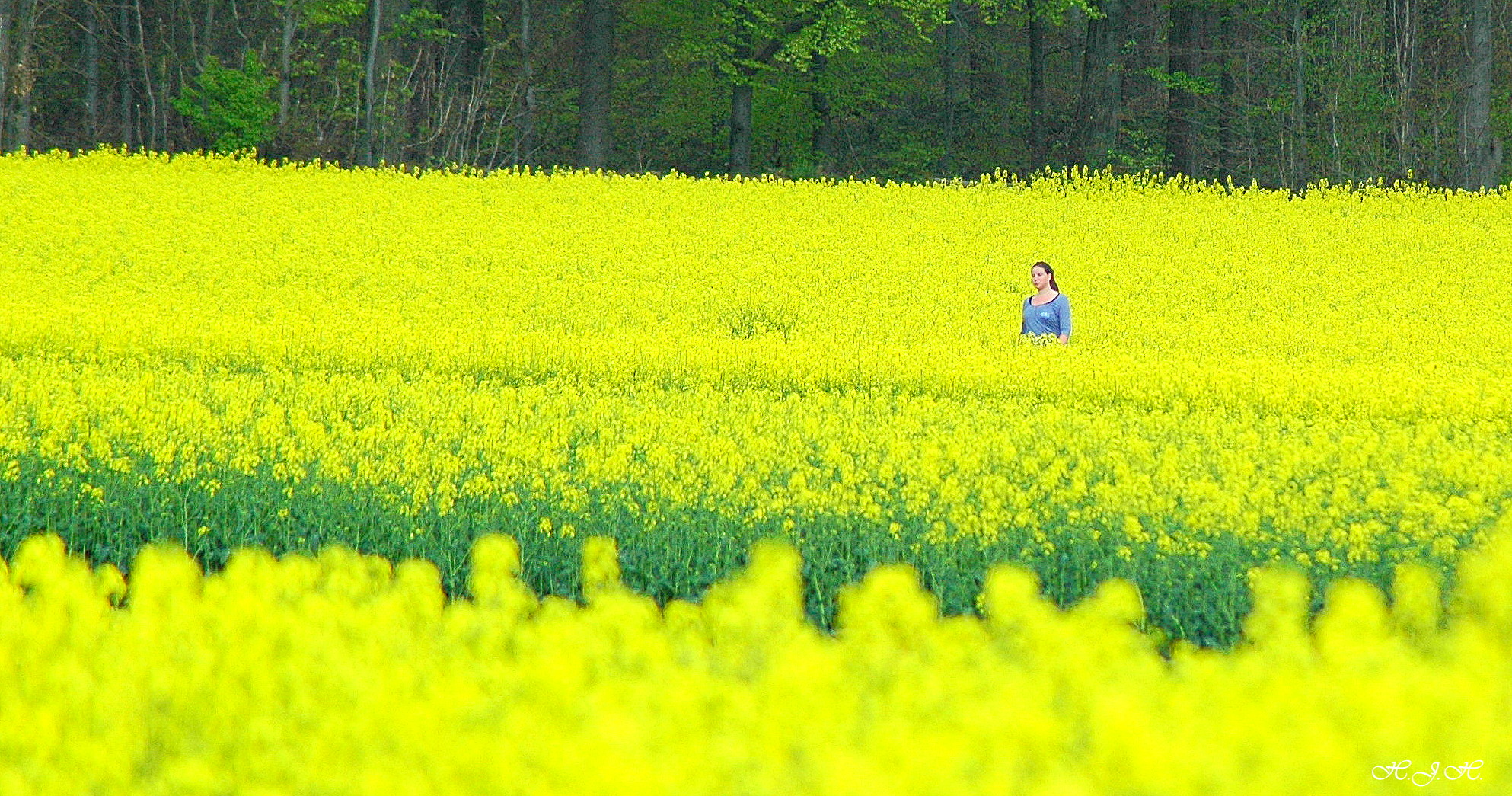 Seltene und hübsche " Blume" im Rapsfeld.