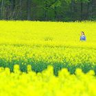 Seltene und hübsche " Blume" im Rapsfeld.