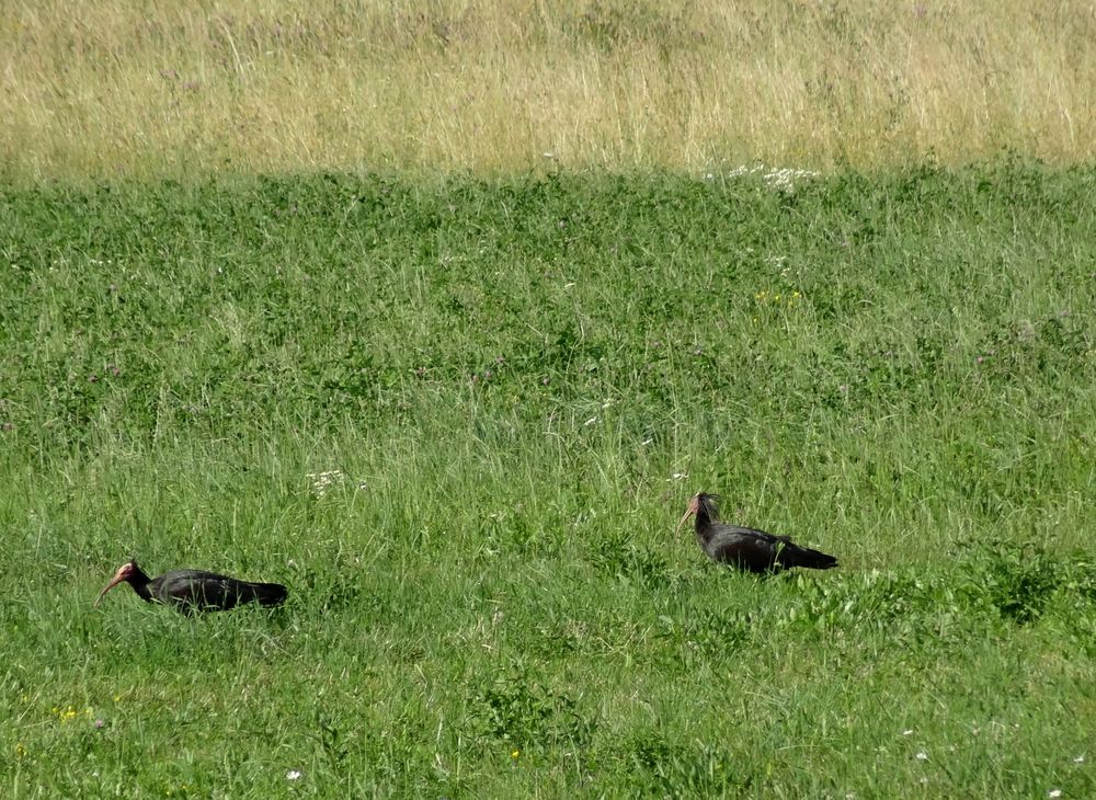 Seltene Vögel