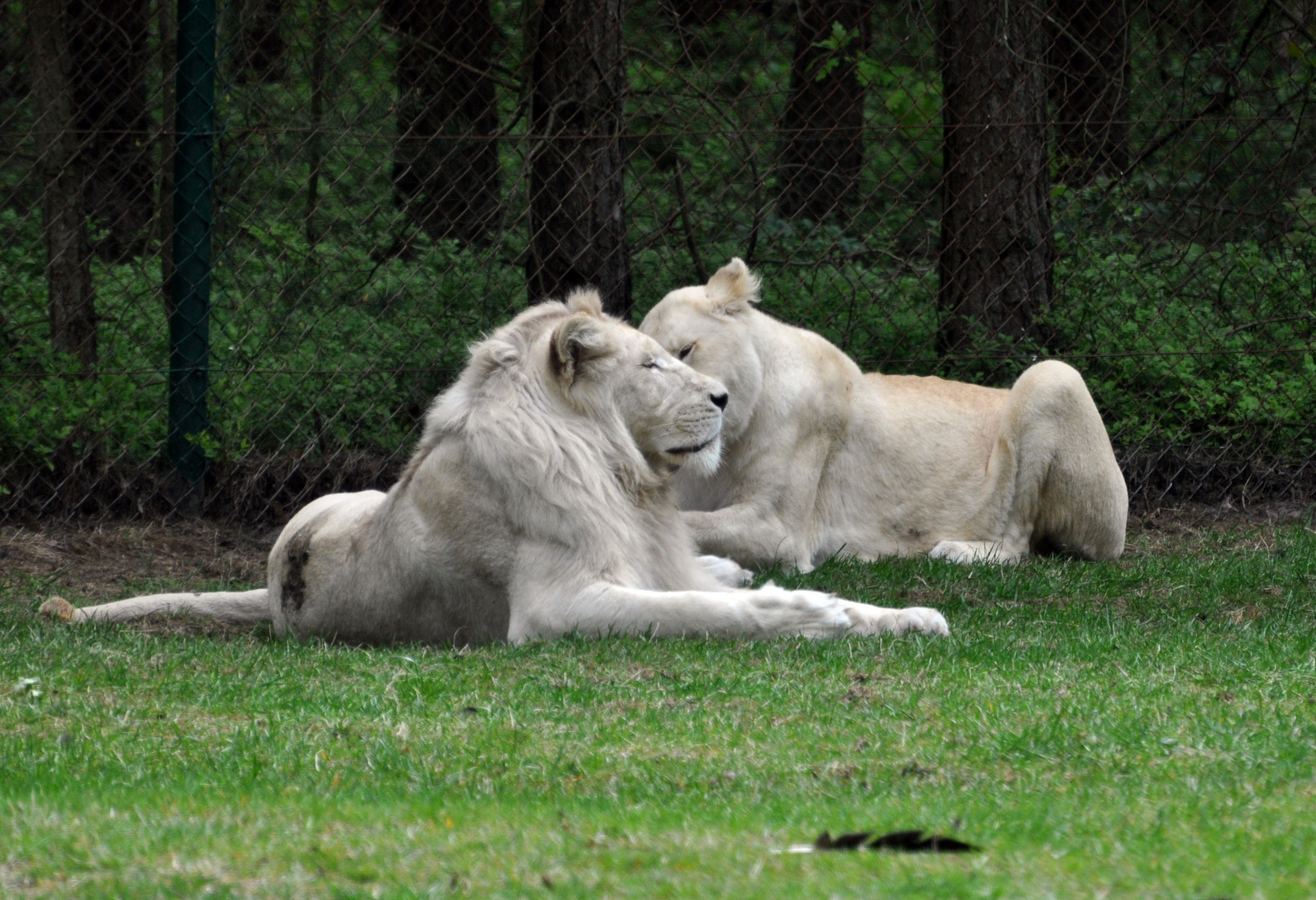 seltene weiße Löwen