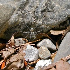 Seltene Wolfsspinnenart (Nachtrag, 24.4.16: Pardosa wagleri?)