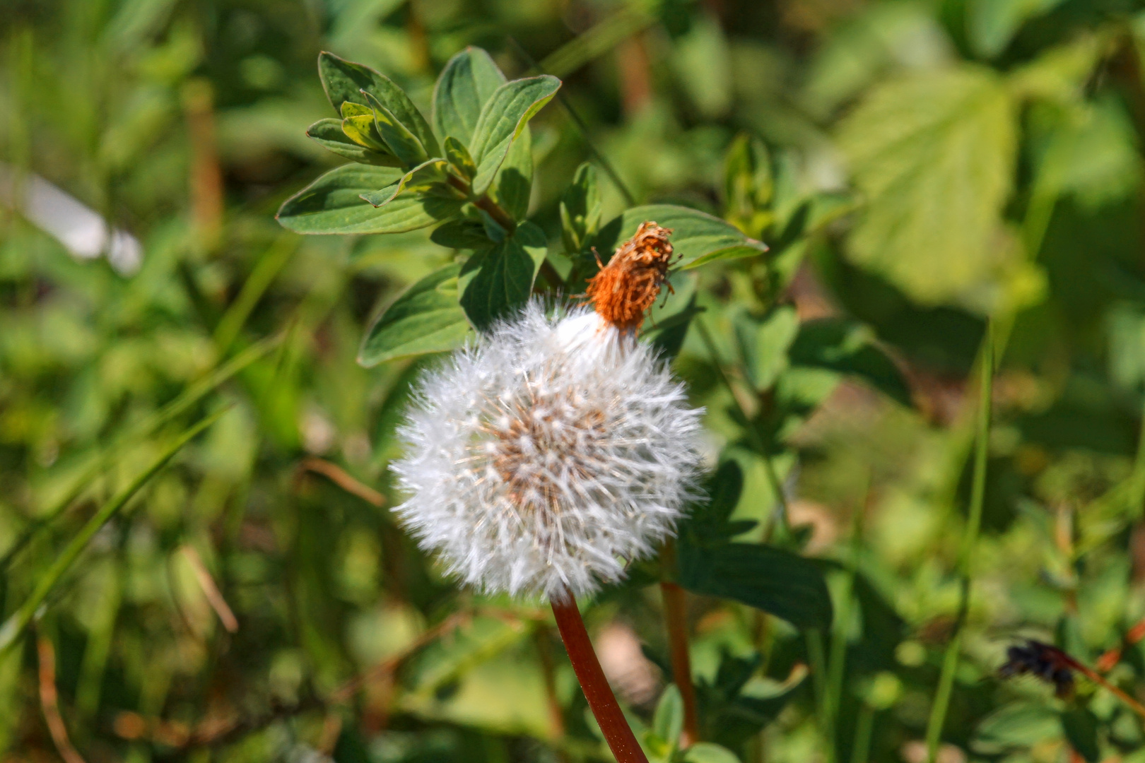 seltene Zopf-Pusteblume