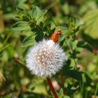 seltene Zopf-Pusteblume