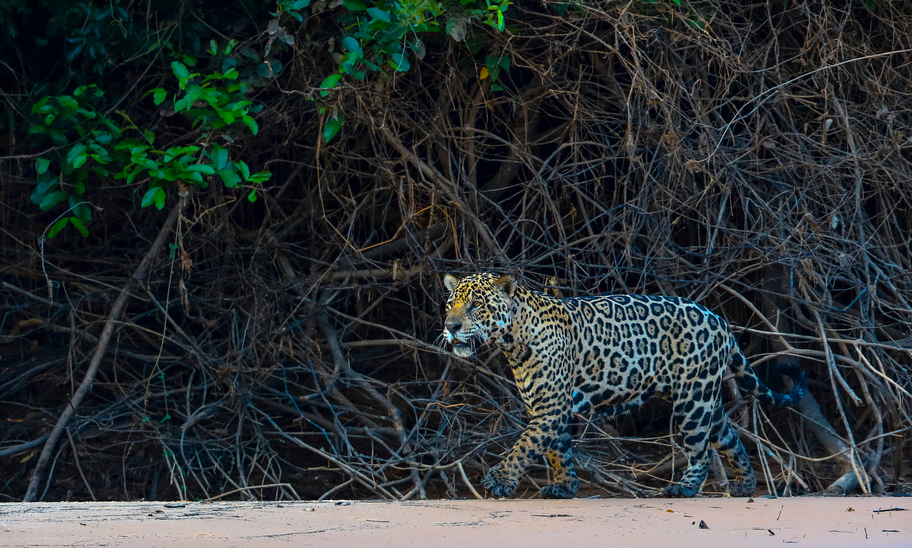 Seltener Anblick - ein Jaguar im Pantanal Gebiet in Brasilien