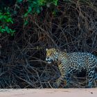 Seltener Anblick - ein Jaguar im Pantanal Gebiet in Brasilien