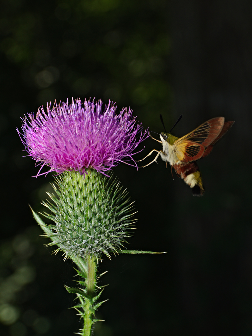 Seltener Anblick in Deutschland: Hummelschwärmer (Hemaris fuciformis)