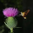 Seltener Anblick in Deutschland: Hummelschwärmer (Hemaris fuciformis)