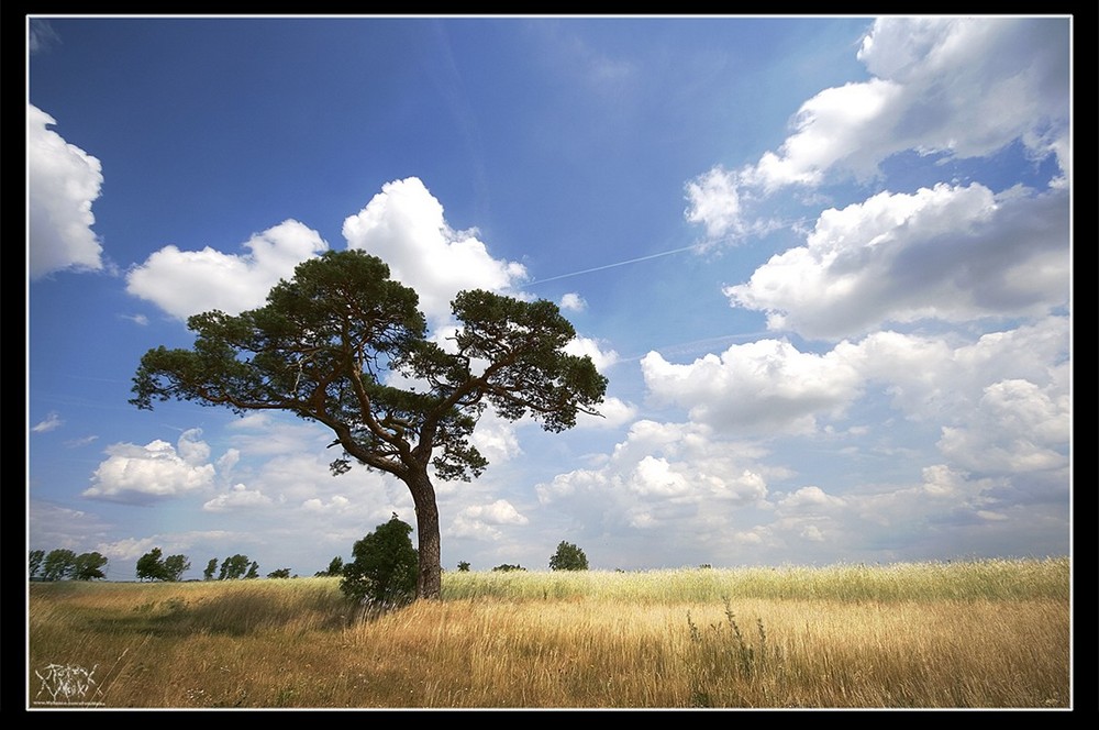 Seltener Baum und Wunderschöne Wolken