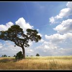 Seltener Baum und Wunderschöne Wolken