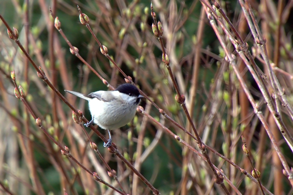 Seltener Besuch