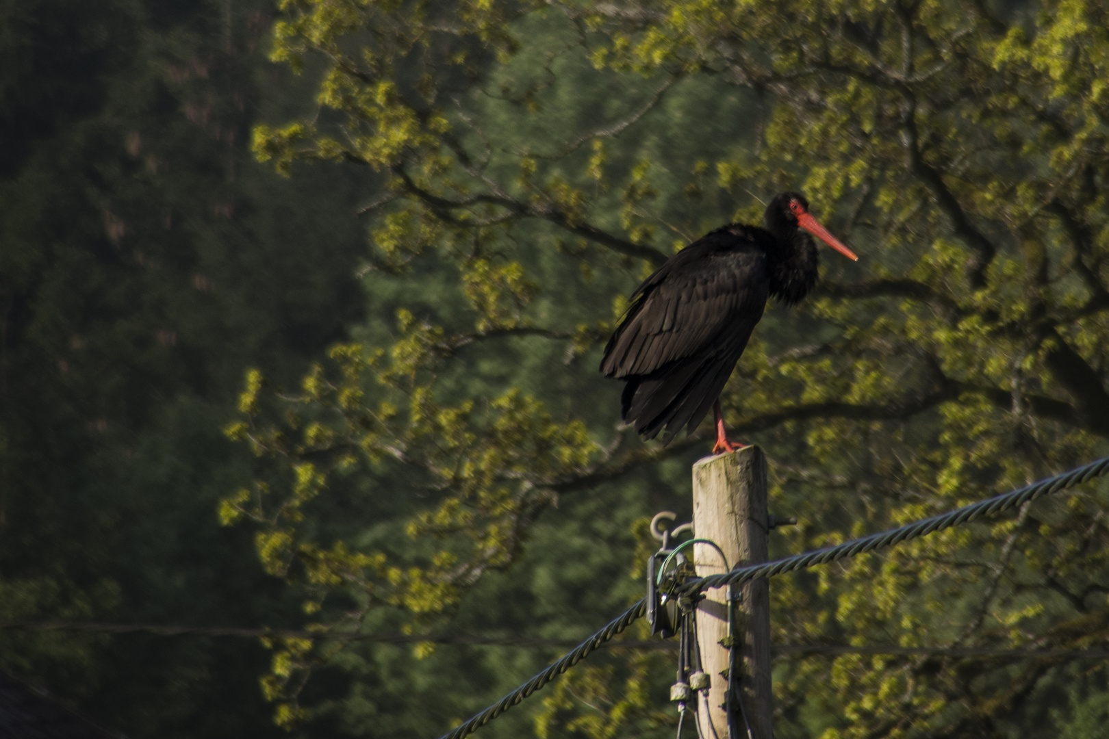 Seltener Besuch 2