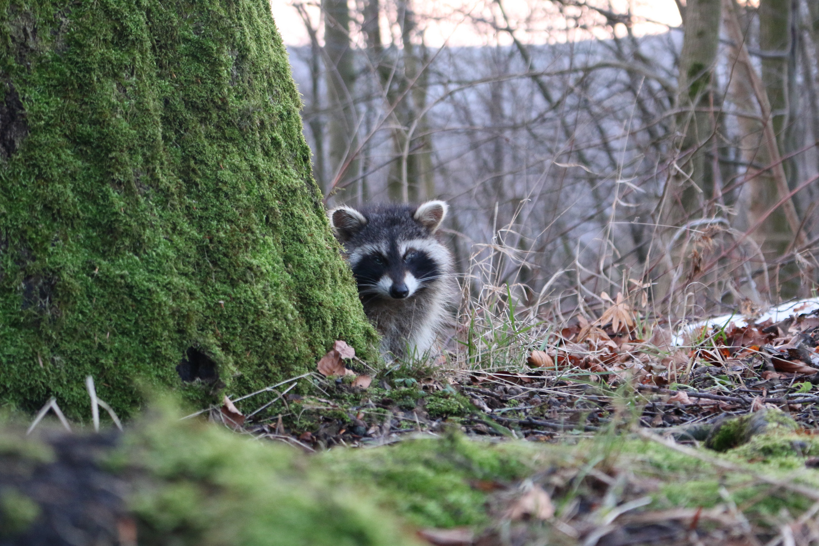 Seltener Besuch