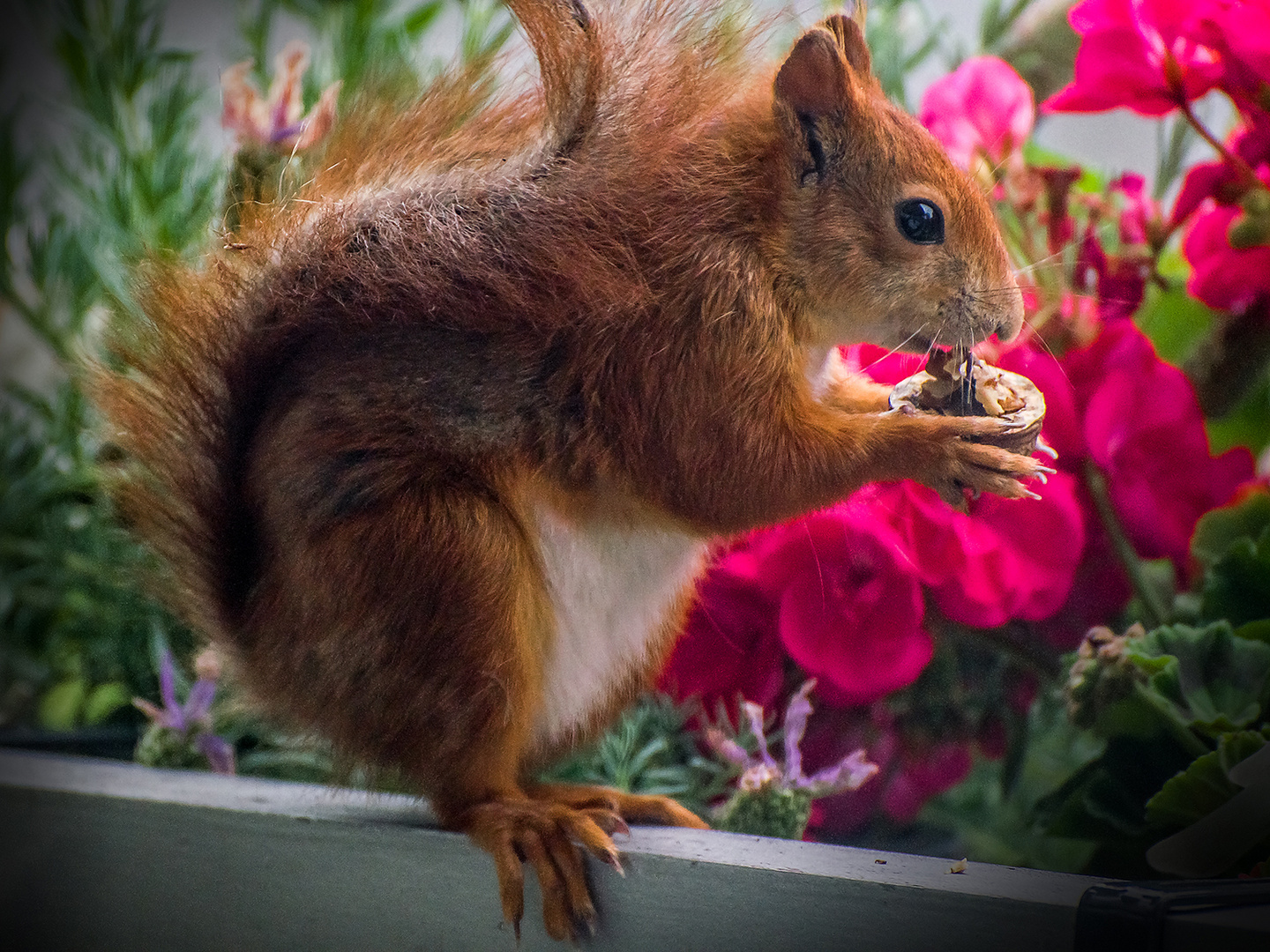 Seltener Besuch