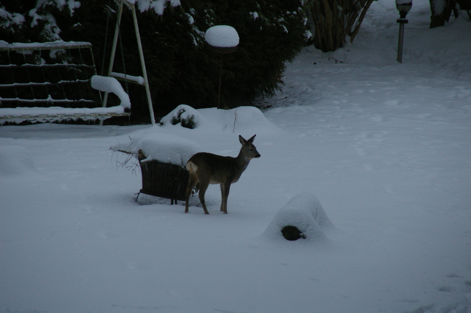 Seltener Besuch