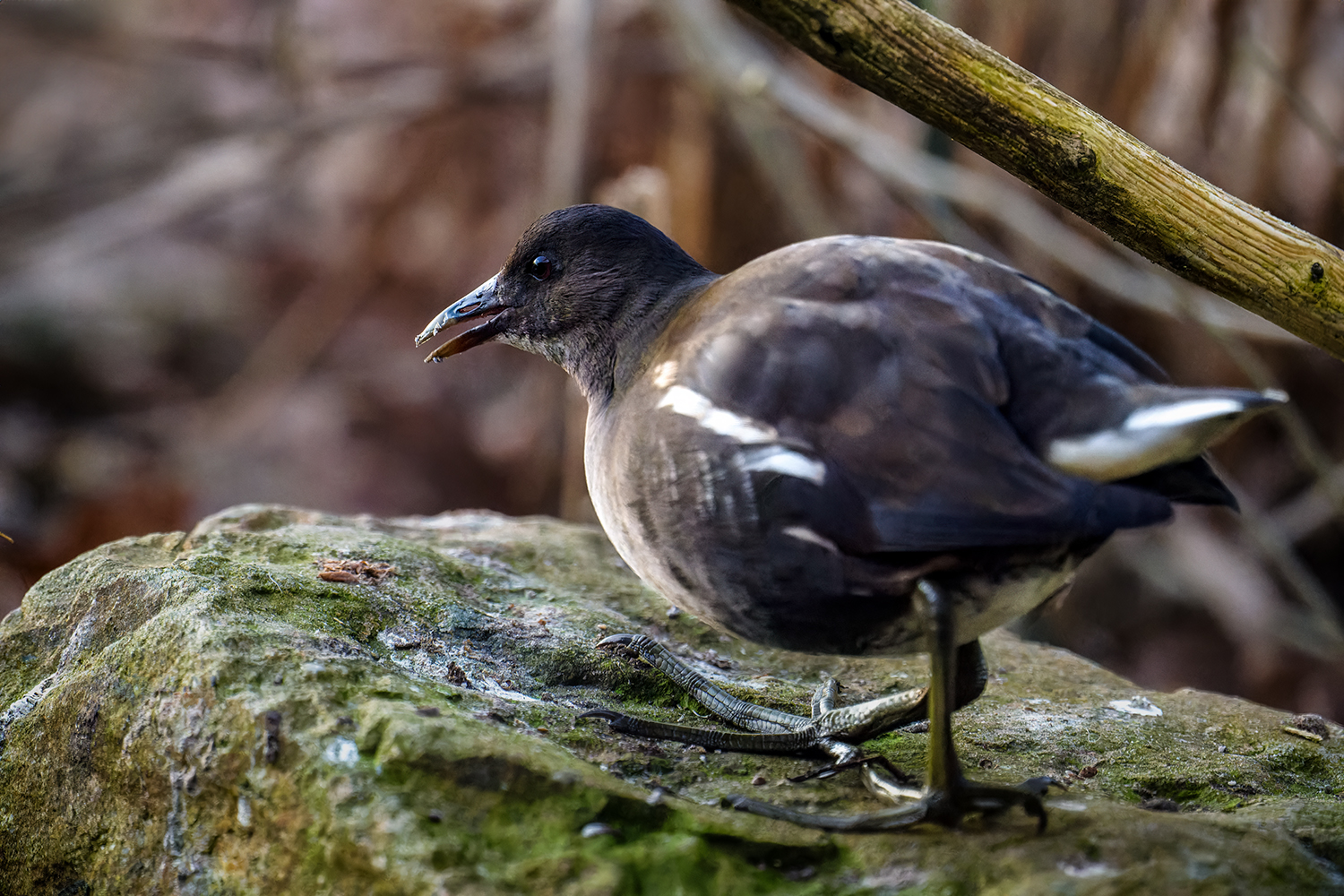 Seltener Besuch am Gartenteich