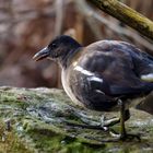 Seltener Besuch am Gartenteich