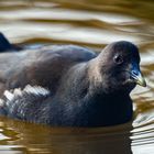 Seltener Besuch am Gartenteich (2)