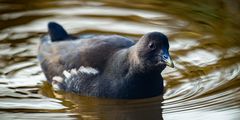 Seltener Besuch am Gartenteich (2)