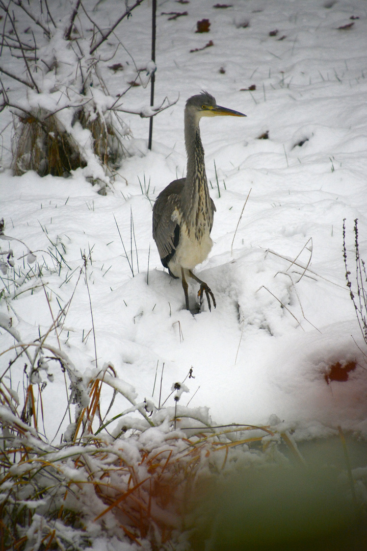 Seltener Besuch an meinem Teich: Ein Graureiher