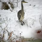 Seltener Besuch an meinem Teich: Ein Graureiher