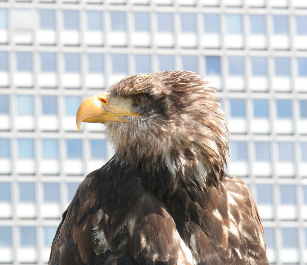 Seltener Besuch auf dem Dach der Bundeskunsthalle