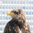 Seltener Besuch auf dem Dach der Bundeskunsthalle