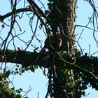 ...seltener Besuch bei uns im Garten....