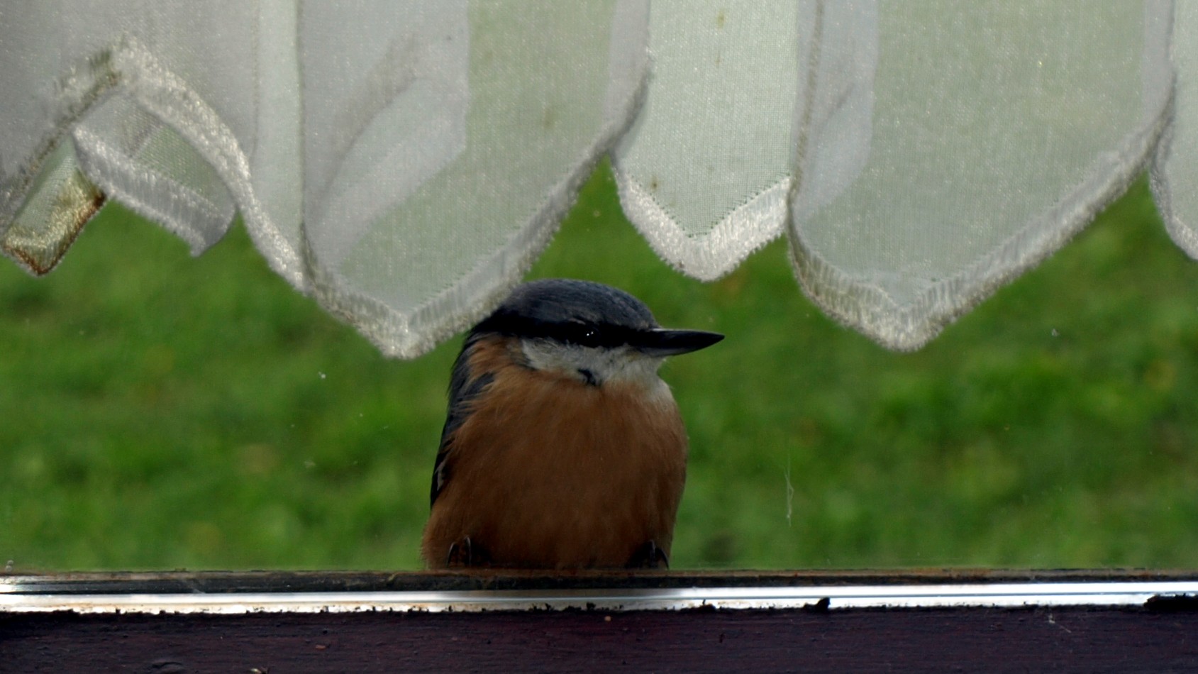 Seltener Besuch eines Eisvogels auf der Fensterbank