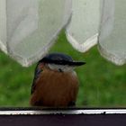 Seltener Besuch eines Eisvogels auf der Fensterbank