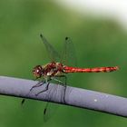 Seltener Besuch im Garten