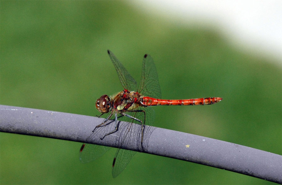 Seltener Besuch im Garten