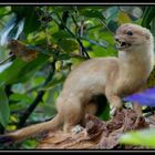 Seltener Besuch im Garten ....