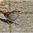 seltener Besuch im Garten