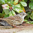 seltener Besuch im Garten