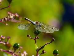 Seltener Besuch im Garten