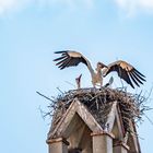 Seltener Besuch in Bambergs Altstadt