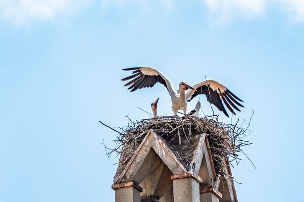 Seltener Besuch in Bambergs Altstadt