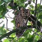 Seltener Besuch in unserem Garten