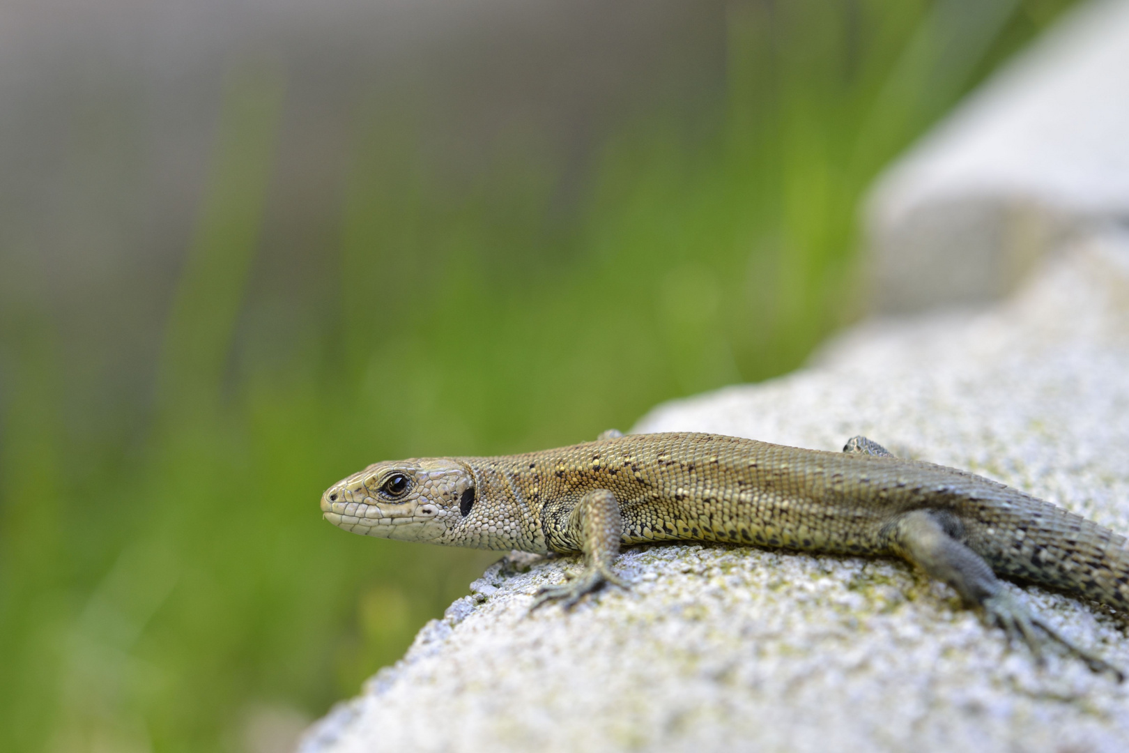 seltener Besuch, Mauereidechse