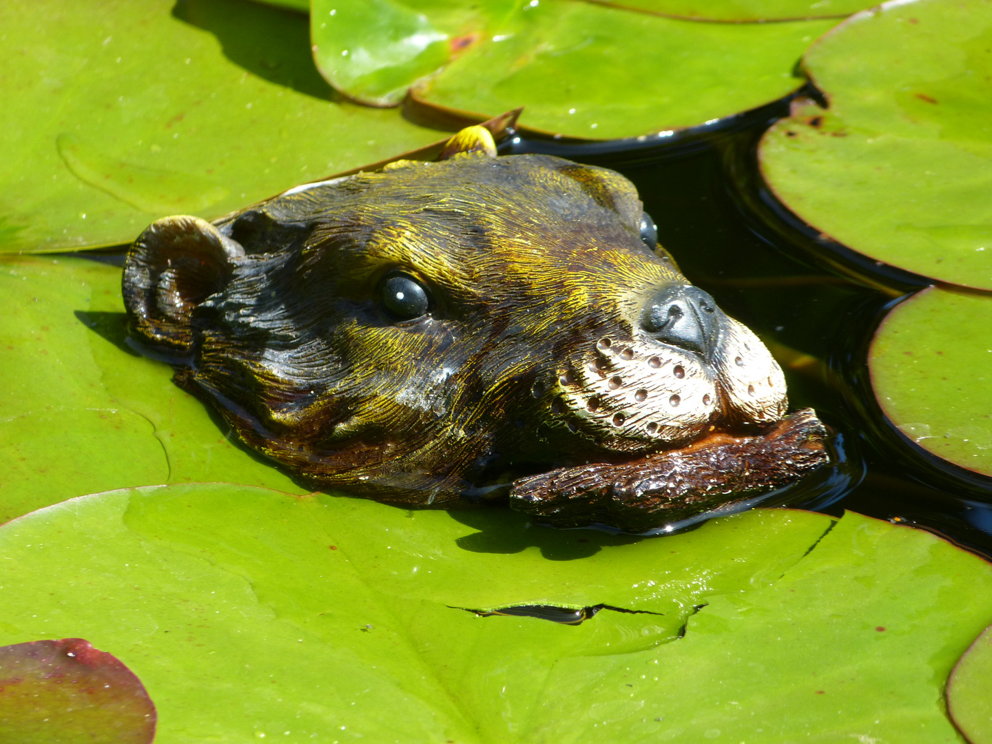 Seltener Besucher im Teich