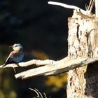 Seltener Besucher im Wald